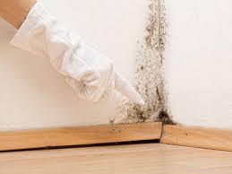 Reliable Laurens, SC Mold Removal Services Solutions